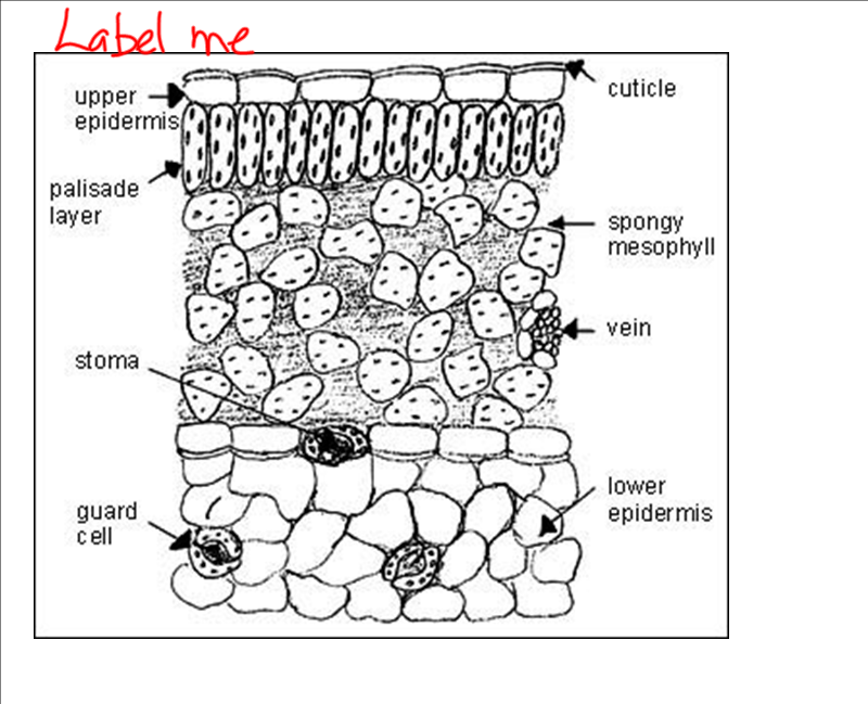 Leaf Anatomy Worksheet Answer Key Sketch Coloring Page